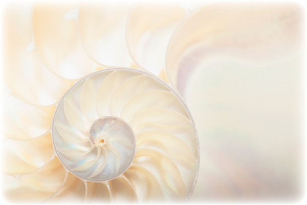 s_ch_ammonite.png s_ch_ammonite.png