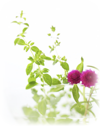 ガラスボウルに花 ガラスボウルに花