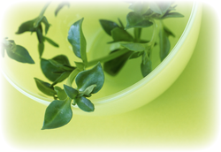 s_greenherb.png s_greenherb.png