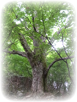 森の大木 森の大木